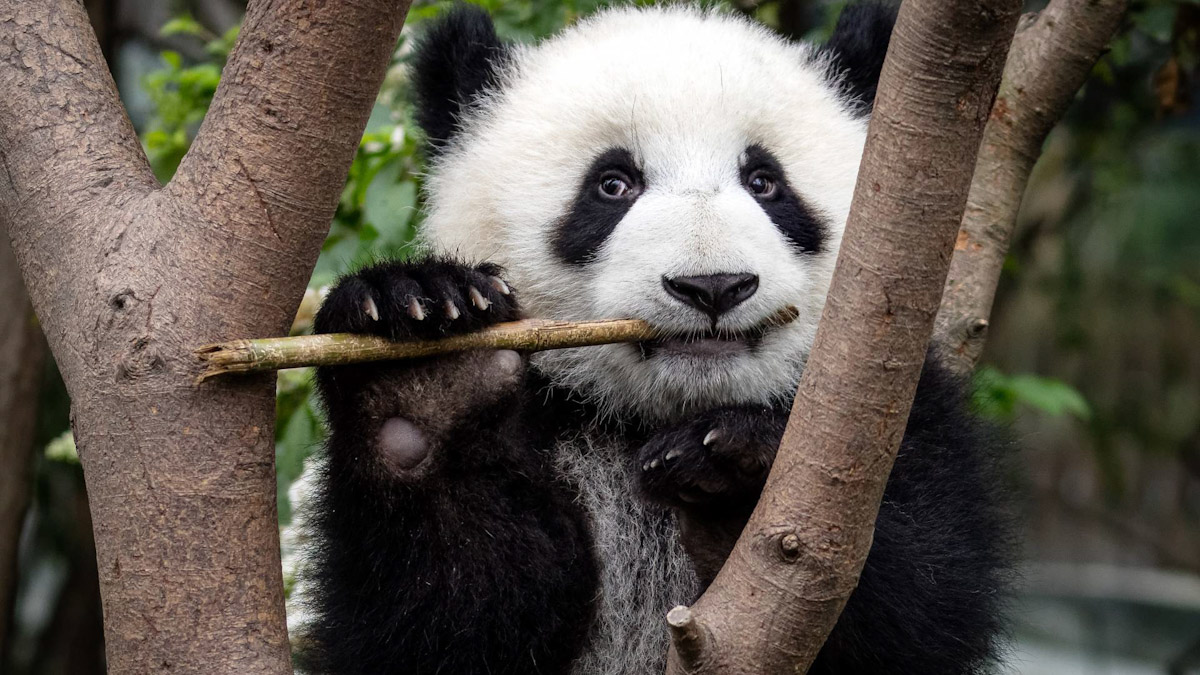 Hong Kong, miracolo Panda: accoppiamento spontaneo dopo 10 anni di tentativi